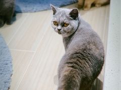-momokira米努特·德文卷毛猫·棉花面纱犬