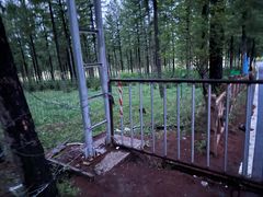 -塞罕坝国家级自然保护区