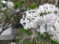 -群力丁香公园