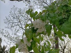 -海棠花溪(元大都城垣遗址公园)
