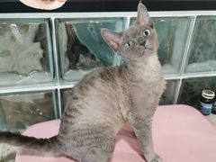 -70cat德文卷毛猫·缅因猫纯种猫舍