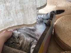 -Catmate·猫肥家润(金润铂宫店)