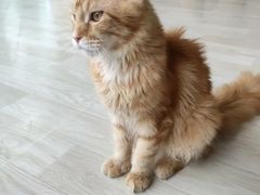 -藏猫猫咖啡主题馆(中央大道店)