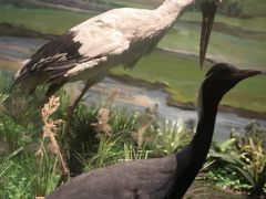 -陕西自然博物馆