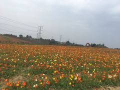-紫颐香薰山谷景区