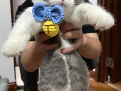 -猫大福·Fortune Cat猫舍(百子湾店)