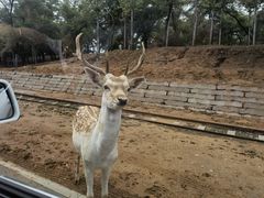 -秦皇岛野生动物园