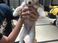 -逗柴咖啡屋·狗咖猫咖宠物桌游