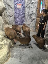 -Zoolung Zoolung动物主题公园(海信广场店)