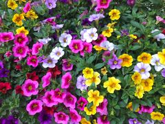 -双季花艺园艺市场(浦东店)