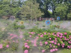 -上海共青森林公园