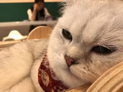 -飞行喵MR PILOT|猫舍·猫咖(静安大融城店)