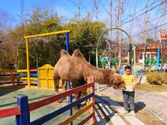 -合肥滨湖国家森林公园