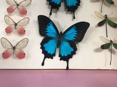 -上海大自然野生昆虫馆(东方明珠·爬宠昆虫探索中心)