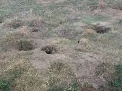 -企鹅岛
