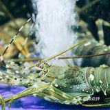海口美食必吃榜No.1🔥开了24年的老字号品牌