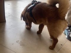 -艾贝尔宠物医院·狂犬免疫点(江山金象城店)