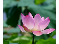 -枫千叶精致料理