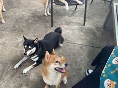 -柴犬高等学院·狗咖·柴犬售卖·宠物训练