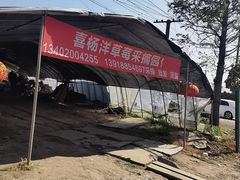 -喜杨洋草莓采摘园