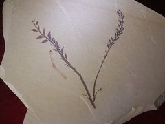 -辽宁古生物博物馆