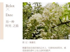 -嘉定紫藤园