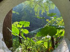 -深圳仙湖植物园