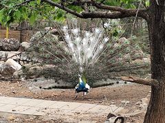 -丽泽山庄·生态怀柔菜·虹鳟鱼(红螺寺店)