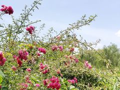 -西安汉城湖景区