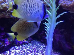 -西雅图水族馆