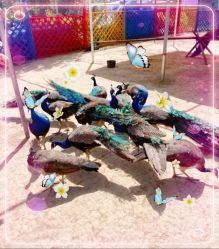 -萌宠亲子动物乐园(槐房万达店)