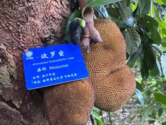 -中国科学院西双版纳热带植物园