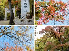 -灵谷景区