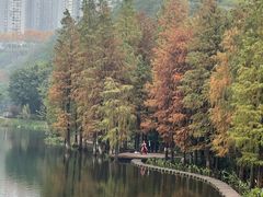 -重庆彩云湖湿地公园