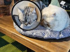 -猫猫幼稚园·撸猫·桌游·电玩