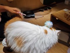 -猫和宫(六道口店)