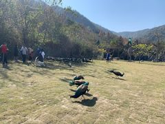 -千岛湖石林