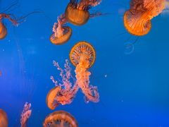 -太平洋海底世界