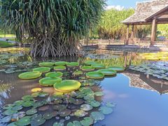 -中国科学院西双版纳热带植物园