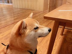 -柴务处·柴犬主题狗咖