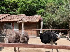 -栾川竹海野生动物园