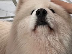 -星多哈·狗咖·拼豆·咖啡