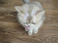 -宠爱国际动物医院· 猫科· 外科·中兽医(长白店)