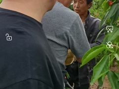 -白鹿原樱桃园