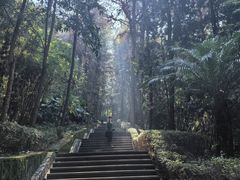 -铁山坪森林公园