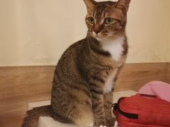 -滚猫咖啡·猫咖·猫友好撸猫(未来城店)