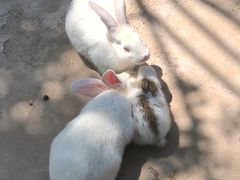 -石家庄市动物园