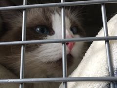 -艾贝尔宠物医院·24H转诊中心·肿瘤猫专科(江宁双龙店)