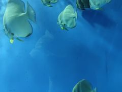-北戴河圣蓝海洋公园