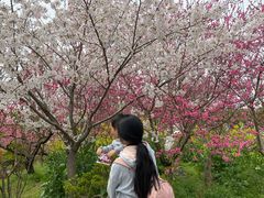 -南汇桃花村